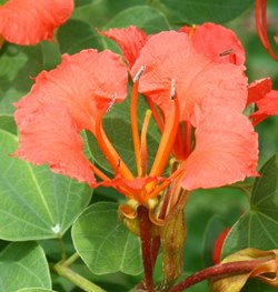Red Orchid Tree, Pride of de Kaap, Red Bauhinia, African Plume, Bauhinia galpinii